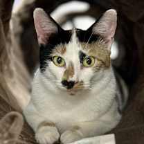 Thumbnail photo of Hen-rieta #4