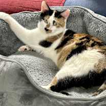 Thumbnail photo of Hen-rieta #3