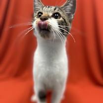 Thumbnail photo of Cornbread #1