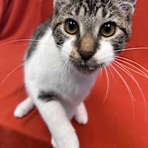 Thumbnail photo of Cornbread #2