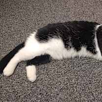 Thumbnail photo of Nelson #2