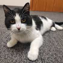 Thumbnail photo of Nelson #3