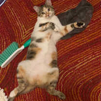 Thumbnail photo of Chloe #2