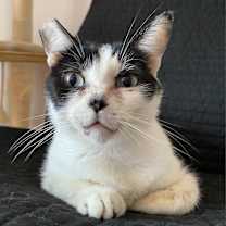 Thumbnail photo of Sylvester #1