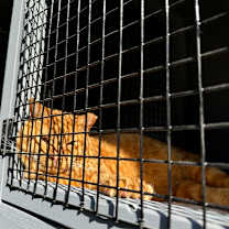 Thumbnail photo of Rogelio De La Vega #3