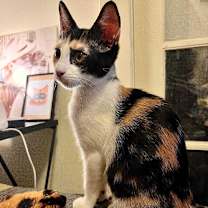 Thumbnail photo of Zigarella Stardust #2