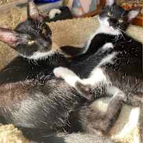 Thumbnail photo of Screech #4