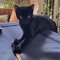 Thumbnail photo of Peaches #2