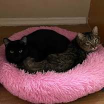 Thumbnail photo of Pebbles #2