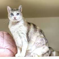 Thumbnail photo of Edelweiss #2