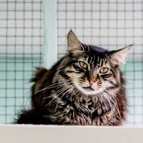 Thumbnail photo of Spunky #3