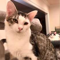 Thumbnail photo of Joey #2