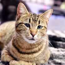 Thumbnail photo of Trinket #1