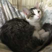 Thumbnail photo of Joey #3