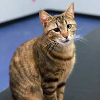 Thumbnail photo of Trinket #2