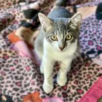 Thumbnail photo of Pickle #3