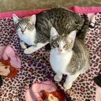 Thumbnail photo of Pickle #4