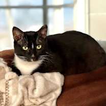 Thumbnail photo of Memphis #2