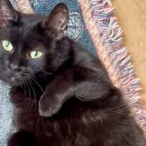 Thumbnail photo of Midnight #1