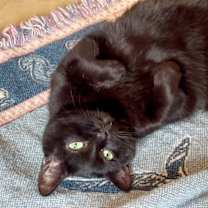 Thumbnail photo of Midnight #2