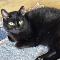 Thumbnail photo of Midnight #3