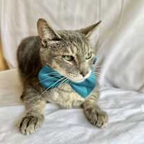 Thumbnail photo of RAVI #2