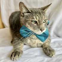 Thumbnail photo of RAVI #3