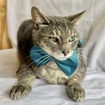 Thumbnail photo of RAVI #4