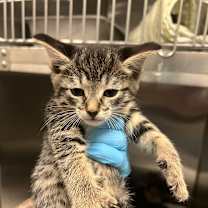 Thumbnail photo of Lala #2