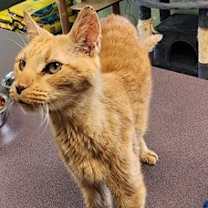 Thumbnail photo of Skelly #2