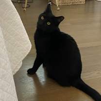 Thumbnail photo of Bella #1