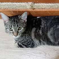 Thumbnail photo of Daisy (Hunter) #3