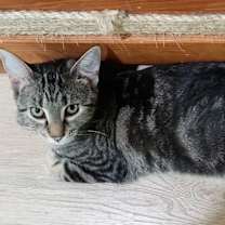Thumbnail photo of Daisy (Hunter) #4