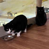 Thumbnail photo of Simba - declawed #4