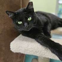 Thumbnail photo of Chloe 5456C #1