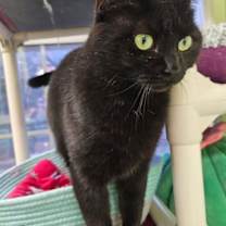 Thumbnail photo of Chloe 5456C #2