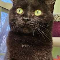 Thumbnail photo of Chloe 5456C #3