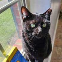 Thumbnail photo of Chloe 5456C #4