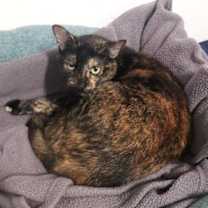 Thumbnail photo of Pixel #4
