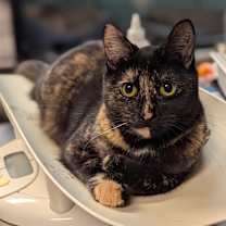 Thumbnail photo of Marble #1