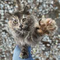 Thumbnail photo of Madison #1