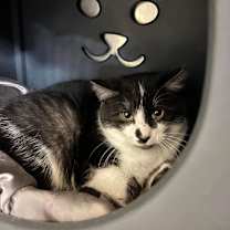 Thumbnail photo of Nimbus #3