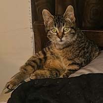 Thumbnail photo of Lyla #1