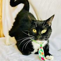 Thumbnail photo of Baxter #3