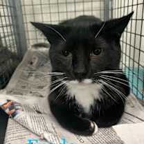Thumbnail photo of Frodo *working Cat* #1