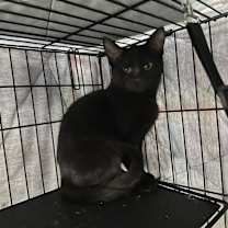 Thumbnail photo of Pocus #1