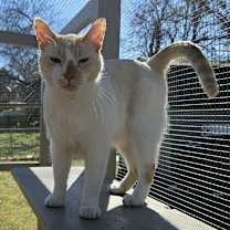 Thumbnail photo of Calvin #1