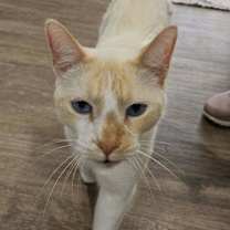 Thumbnail photo of Calvin #2