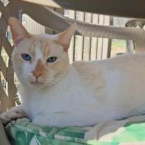 Thumbnail photo of Calvin #4