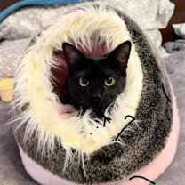 Thumbnail photo of Chandler #1